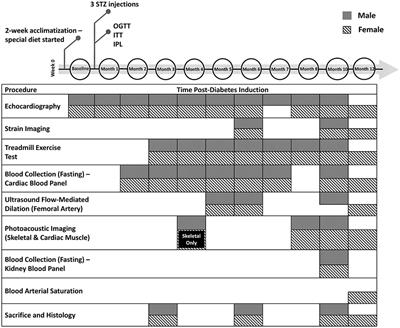 Microvascular Dysfunction in Skeletal Muscle Precedes Myocardial Vascular Changes in Diabetic Cardiomyopathy: Sex-Dependent Differences